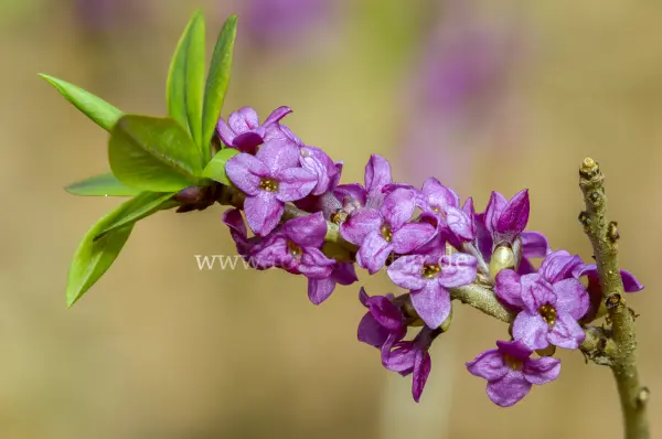 Fokus-Natur Bild