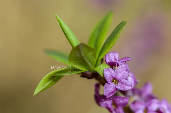 Fokus-Natur Bild