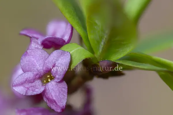 Fokus-Natur Bild