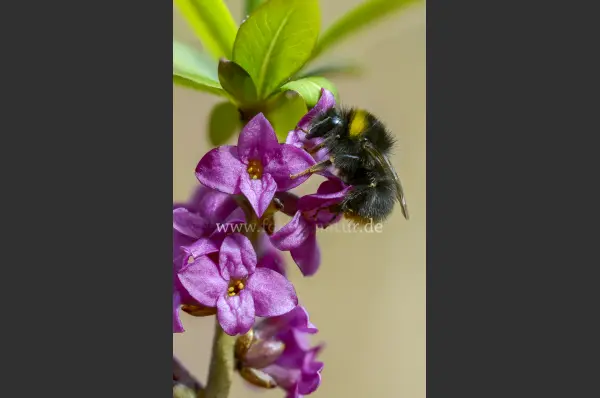 Fokus-Natur Bild
