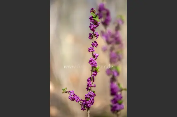 Fokus-Natur Bild