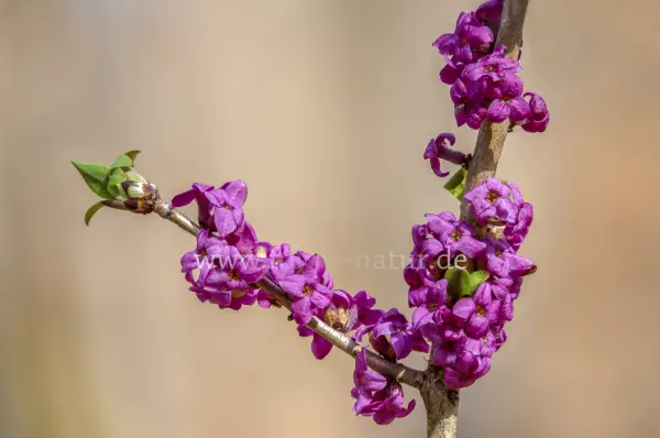 Fokus-Natur Bild