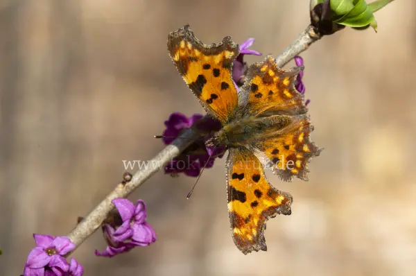Fokus-Natur Bild
