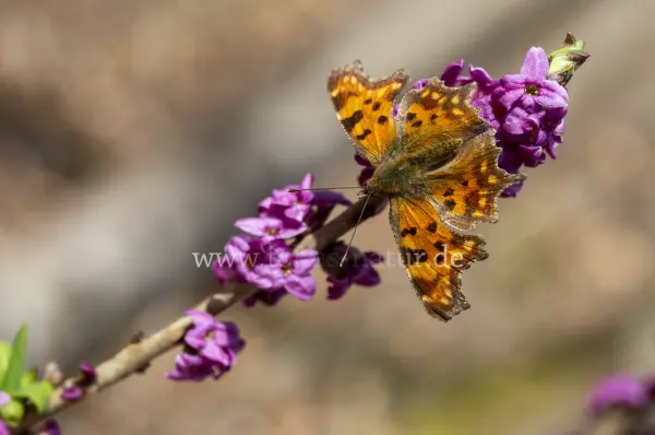Fokus-Natur Bild