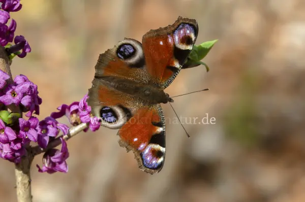 Fokus-Natur Bild