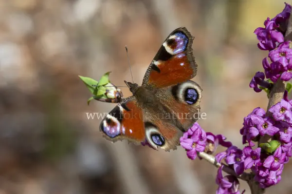 Fokus-Natur Bild