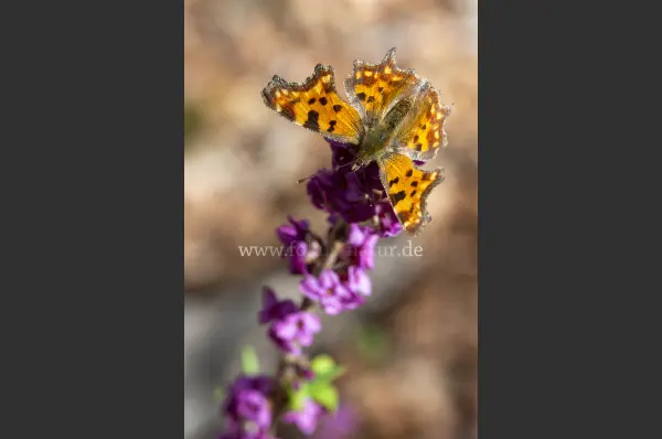 Fokus-Natur Bild