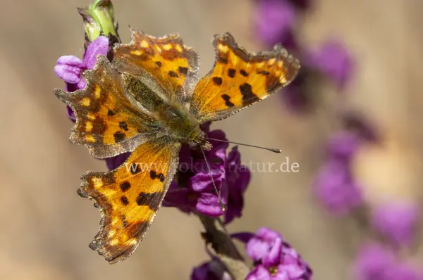 Fokus-Natur Bild