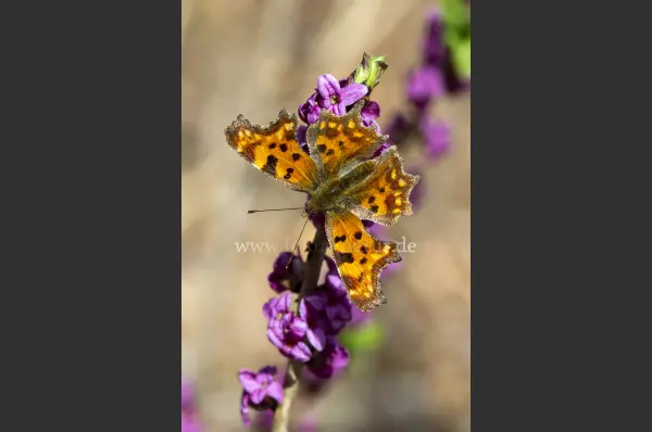 Fokus-Natur Bild