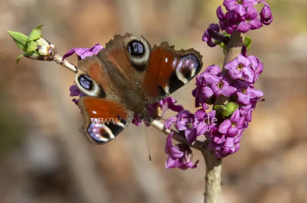 Fokus-Natur Bild