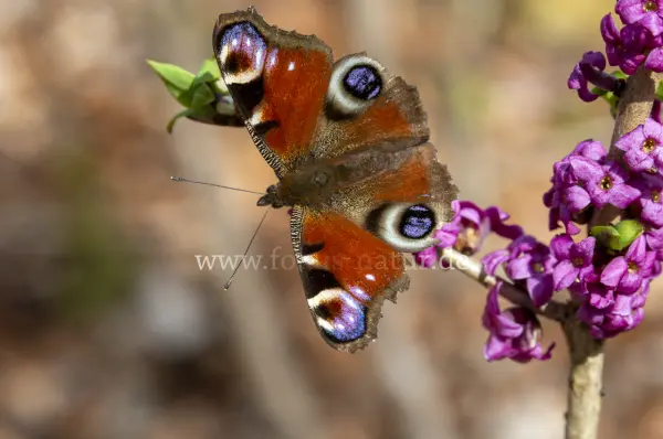 Fokus-Natur Bild