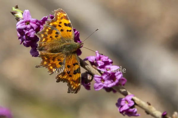 Fokus-Natur Bild