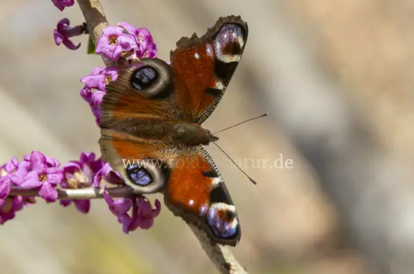 Fokus-Natur Bild