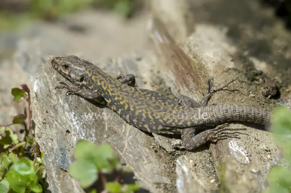 Fokus-Natur Bild