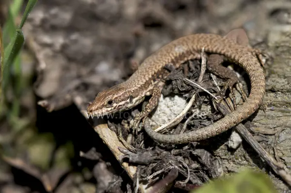 Fokus-Natur Bild