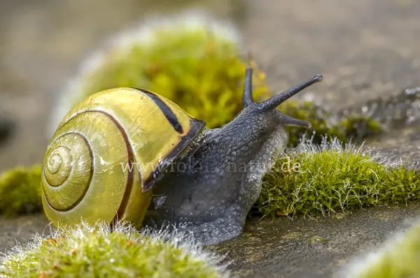 Fokus-Natur Bild