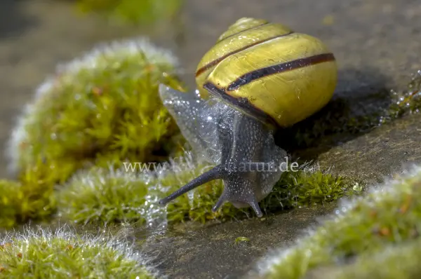 Fokus-Natur Bild