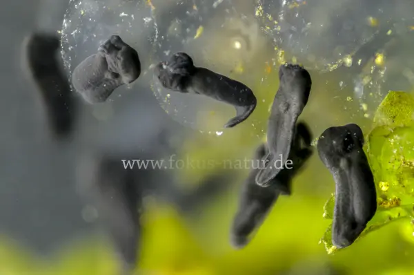 Fokus-Natur Bild