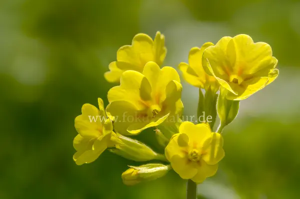 Fokus-Natur Bild