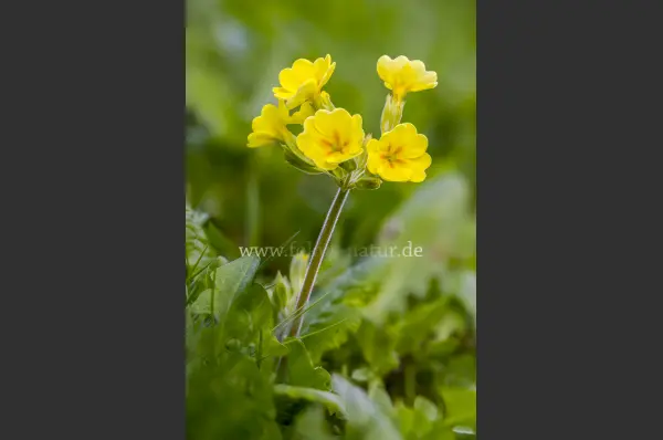 Fokus-Natur Bild