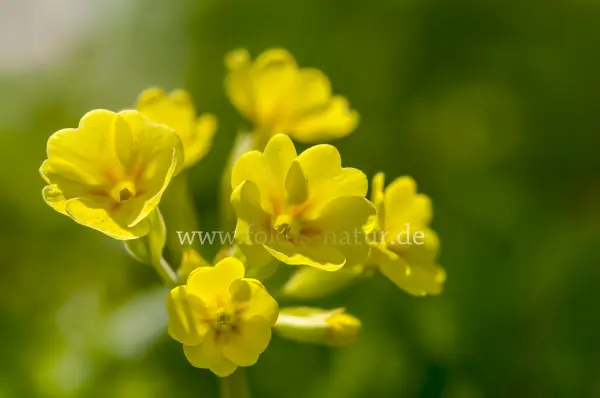 Fokus-Natur Bild