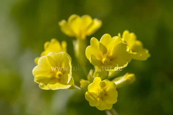 Fokus-Natur Bild