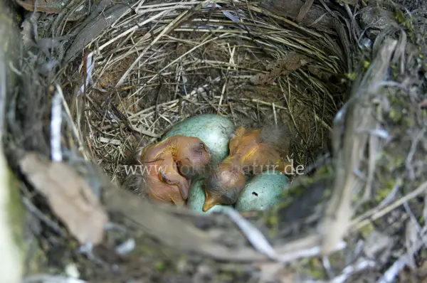 Fokus-Natur Bild