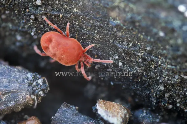 Fokus-Natur Bild