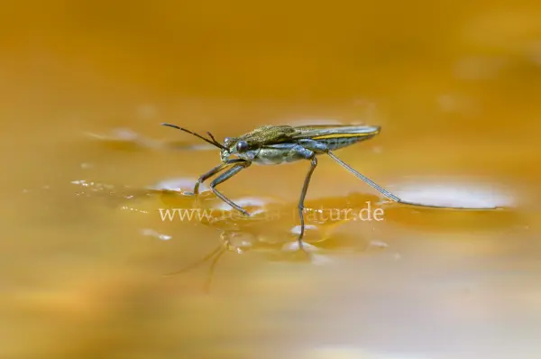 Fokus-Natur Bild