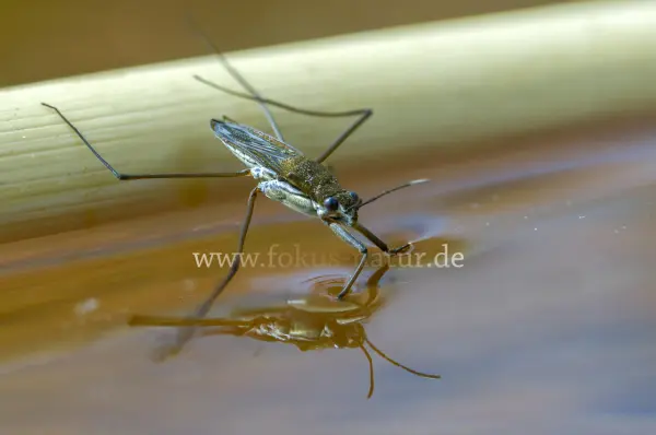Fokus-Natur Bild