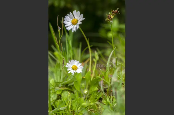 Fokus-Natur Bild