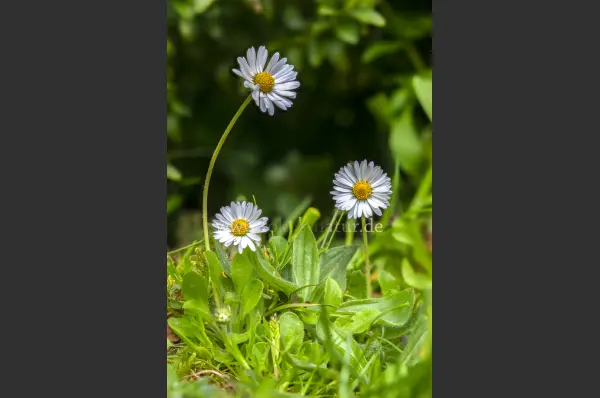 Fokus-Natur Bild