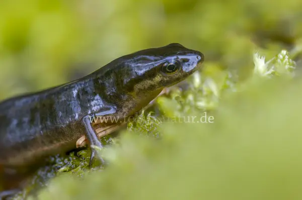 Fokus-Natur Bild