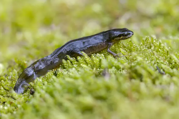 Fokus-Natur Bild