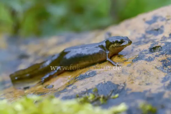 Fokus-Natur Bild