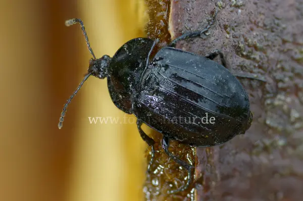 Fokus-Natur Bild