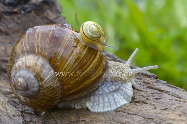 Fokus-Natur Bild