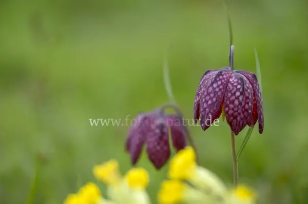 Fokus-Natur Bild