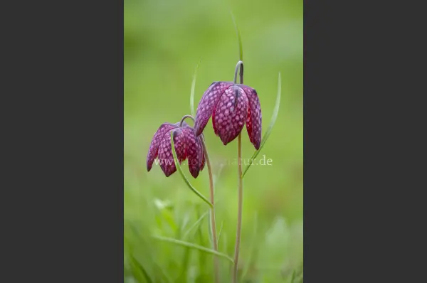 Fokus-Natur Bild