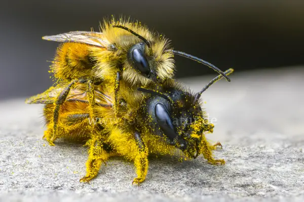 Fokus-Natur Bild