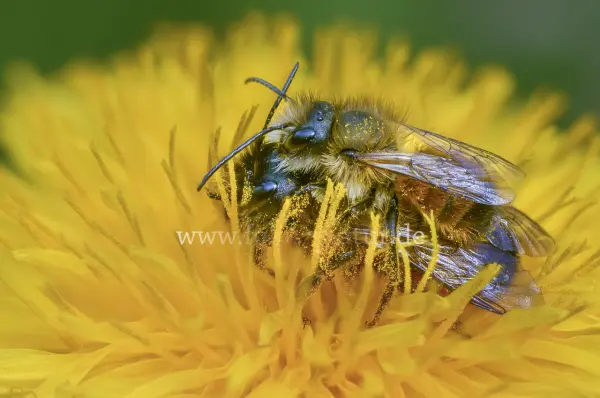Fokus-Natur Bild
