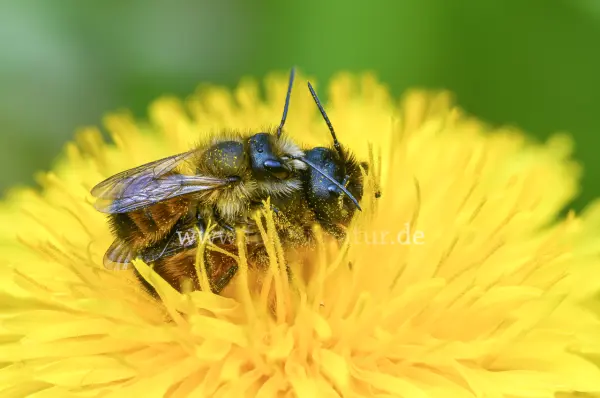 Fokus-Natur Bild
