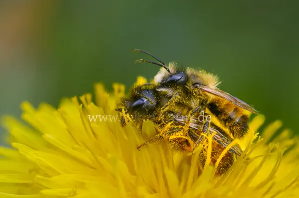 Fokus-Natur Bild