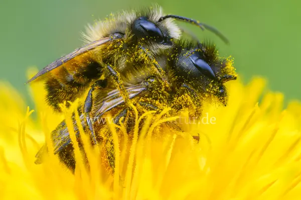 Fokus-Natur Bild