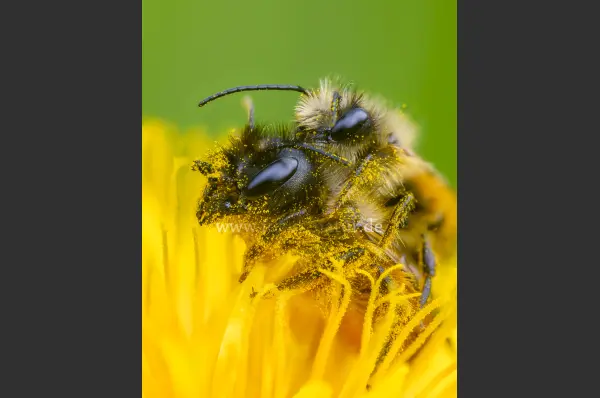 Fokus-Natur Bild
