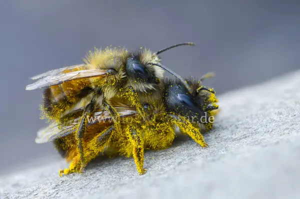 Fokus-Natur Bild