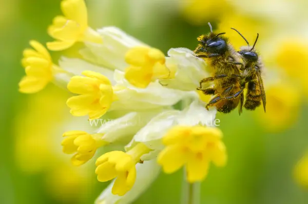 Fokus-Natur Bild