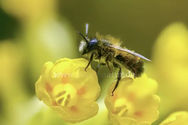 Fokus-Natur Bild