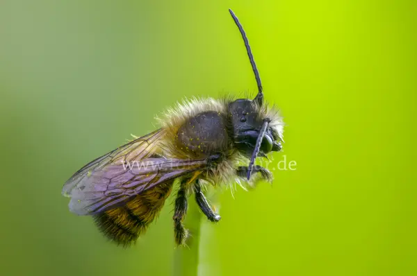 Fokus-Natur Bild