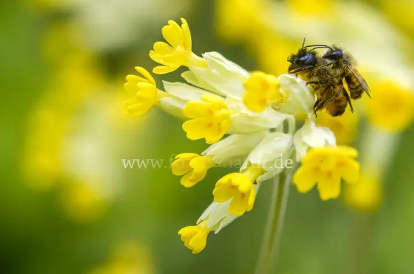 Fokus-Natur Bild